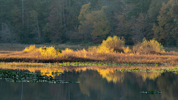 Fall foliage around Beaver Lake