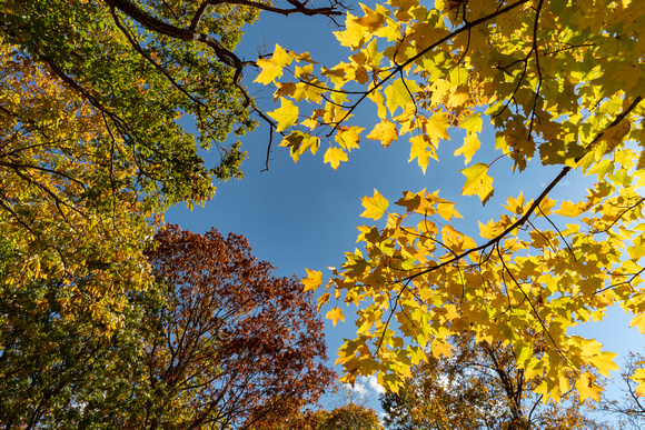 Fall foliage in Shenandoah National Park