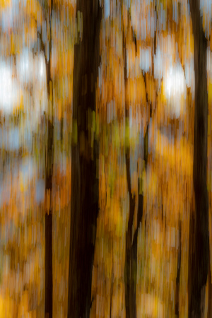 Fall foliage at Doyle's River Overlook, Shenandoah NP