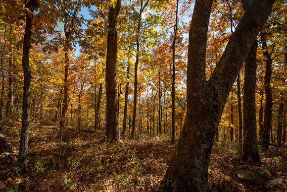 Fall foliage near Doyle's River Overlook, Shenandoah NP