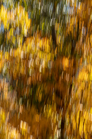 Fall foliage near Doyle River Overlook,  Shenandoah National Park
