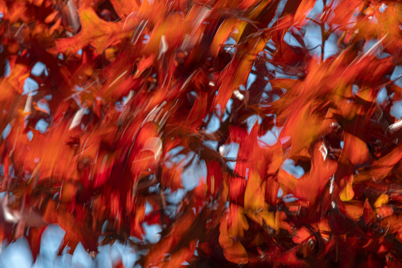 Red maples in the wind in Shenandoah National Park