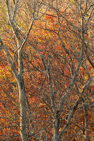 Fall foliage at Hazeltop Ridge, Shenandoah National Park