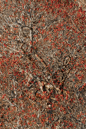 Red berries in Fall