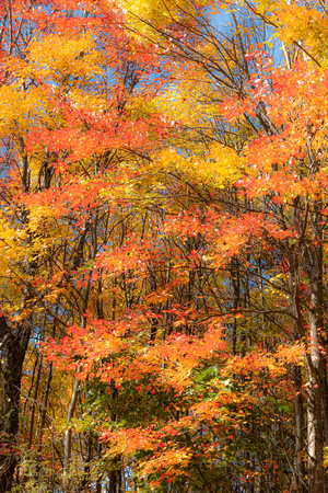 Fall foliage at Jones Run, Shenandoah National Park