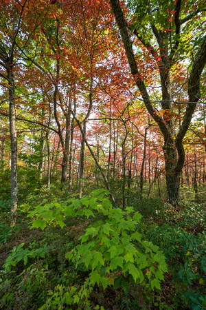 Fall foliage in Shenandoah National Park