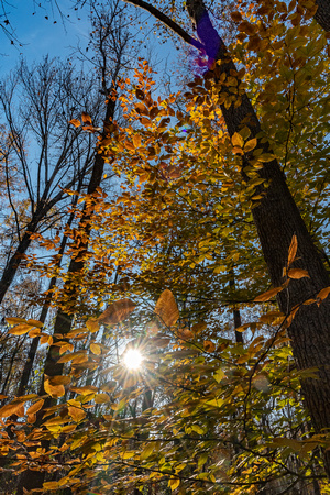 Late afternoon forest sunstar in Fall
