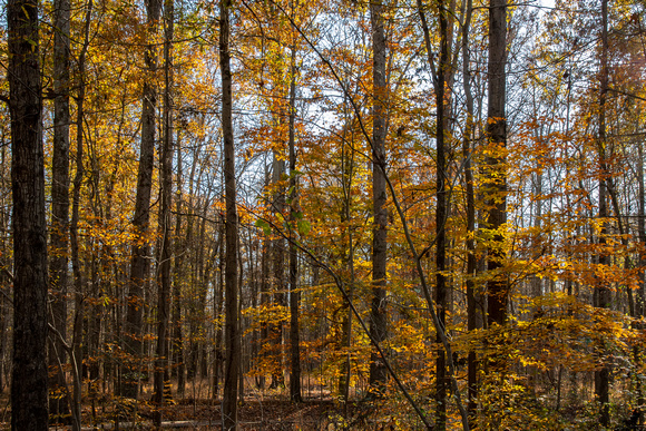 Golden Fall forest in late afternoon