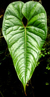 Anthurium concinnatum