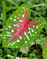 Caladium bicolor