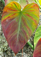 Philodendron sp.