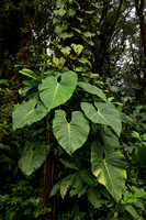 Climbing Philodendron sp.