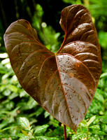 new leaf of Anthurium sp.