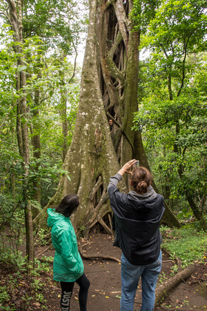 Being hugged by a Ficus