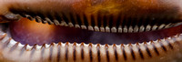 Details of cowrie shell