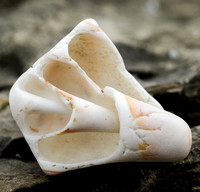 Cross section of conch shell