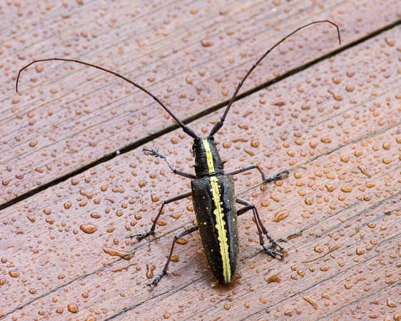 Longhorn Beetle