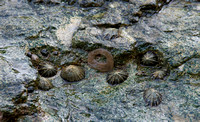 Limpets and sea anemones