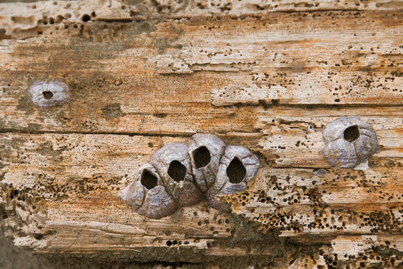 Barnacles on driftwood log