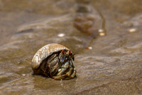 Hermit crab