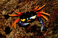 Red Land Crab (Gecarcinus quadratus)