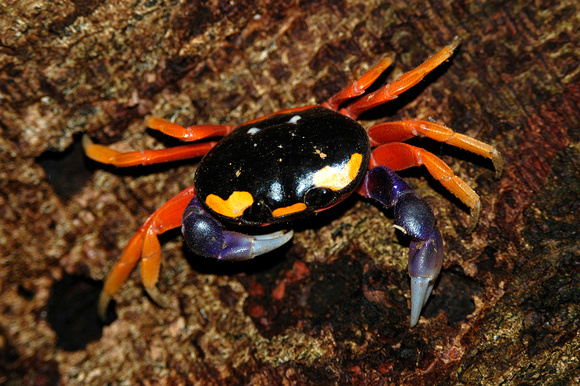 Red Land Crab (Gecarcinus quadratus)