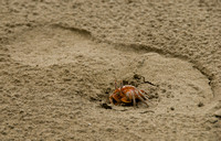 Ghost crab