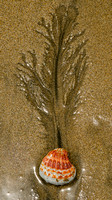 Red cockle shell on sand