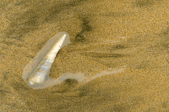 Turret snail closeup