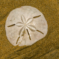 Sand dollar