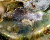 Detail of oyster shell nacre