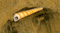 Turret snail closeup