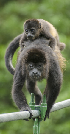 Howler Monkey female with baby