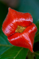 Hot Lips (Psychotria sp.)