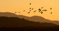 Ducks returning to the marsh at sunset