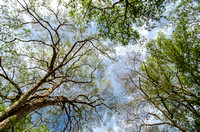 Canopy of Tropical Dry Forest