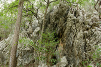Karst limestone outcrop in Tropical Dry Forest