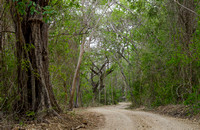 Tropical Dry Forest