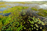 La Laguna (The marsh)