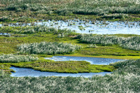 Cattails in the marsh