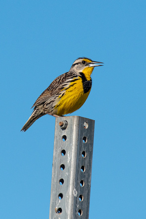 Meadowlark
