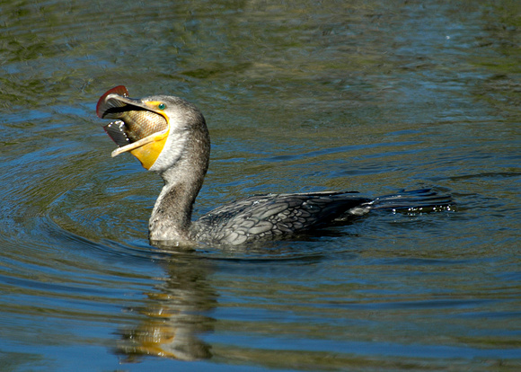 Cormorant