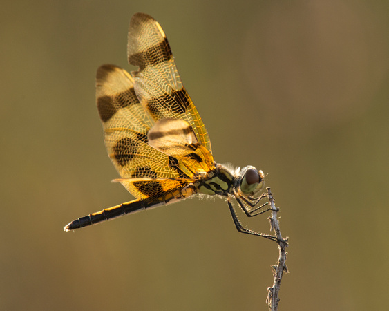 Dragonfly