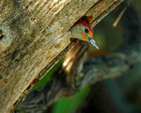 Red-bellied Woodpecker in nest hole