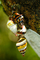 Florida Tree Snails mating