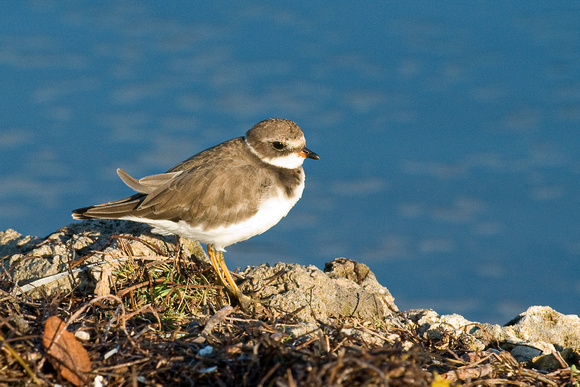 Semipalmated Plover