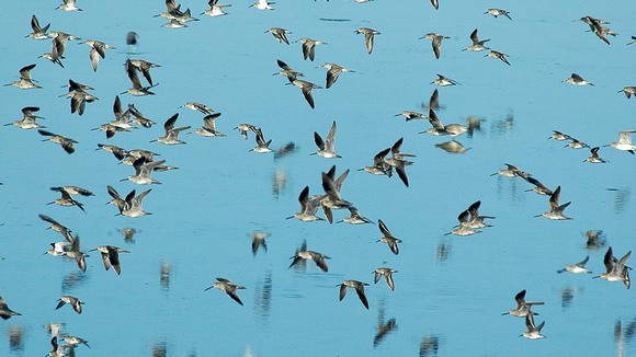 Dunlins
