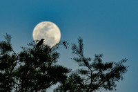 Mockingbird & Full Moon