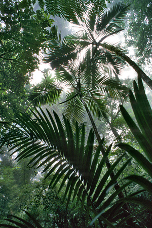 Cloud forest palms (Prestoea sp.)