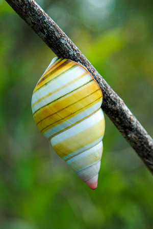 Liguus tree snail
